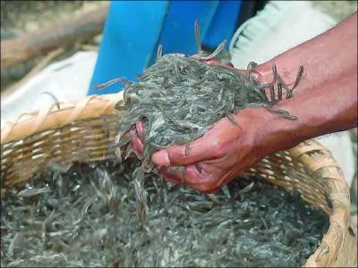 Je suis le caviar de l'le de la Runion, un alevin d' peine 1 cm. Cuisin pour les ftes, je suis l'un des plats prfrs des Runionnais. Je suis le...