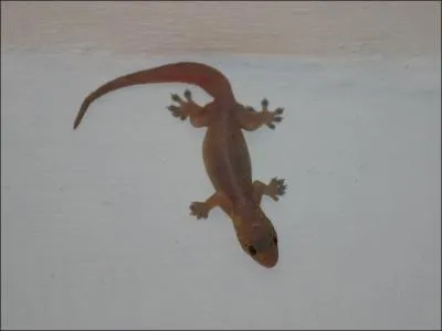 Je suis un petit lzard nocturne prsent dans de nombreuses maisons  la Runion. Aujourd'hui devenu trs populaire, je suis...