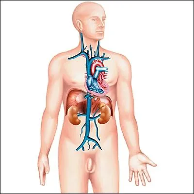 Vers quel organe du corps humain la veine porte conduit-elle le sang contenant les produits de la digestion pour y tre purifi ?