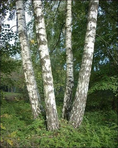 Quel est cet arbre ?