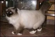 Quel est ce chat  poils longs ?
