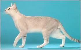 Quel est ce chat sans poils, cette fois ?