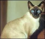 Quel est ce chat tout fin ?