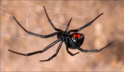La veuve noire est-elle venimeuse ?