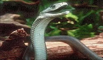 Le mamba noir est-il un serpent venimeux ? ( Si oui, son venin est-il dangereux pour l'homme ? )