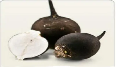 De quelle famille vient le radis noir ?