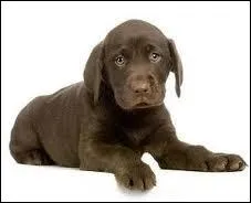 Quelle est cette race ?