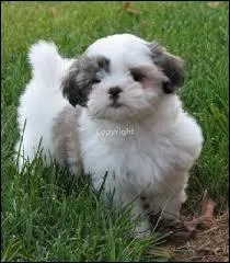 Quelle est cette race ?