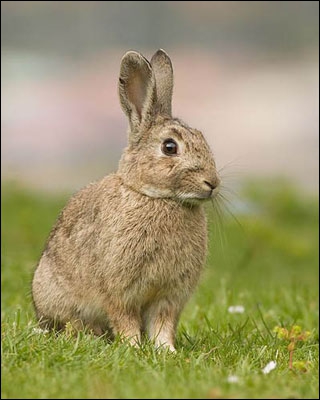 En 1859, Thomas Austin amateur de chasse britannique fait importer 24 lapins en Australie. 50 ans après, ils étaient 600 millions ! Quelle maladie fut inoculée pour lutter contre ce fléau ?