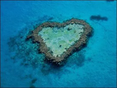 L'isolement de l'Australie a eu pour conséquence une faune extraordinaire. Quel animal, faisant partie des marsupiaux, est devenu une vedette des dessins animés de la Warner ?