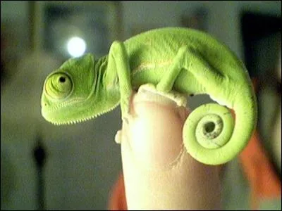 Qui se cache derrire cette image ?