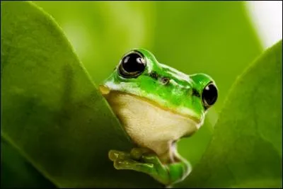 Qui se cache derrire cette image ?