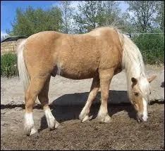 Quelle est cette robe ?