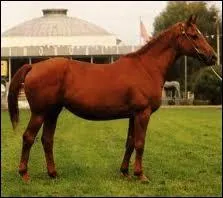 Quelle est cette robe ?