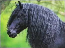 Quelle est cette race ?