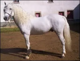 Quelle est la race de ce poney ?
