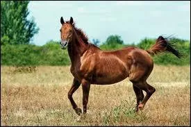 Quelle est la race de ce beau cheval ?