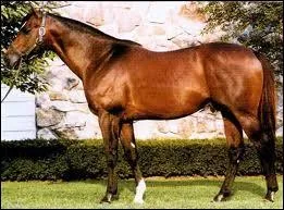 Quelle est la race de ce cheval ?