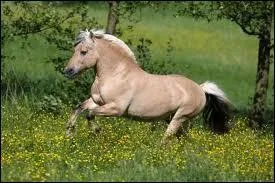 Quelle est sa race ?