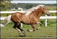 Quel est ce cheval ?