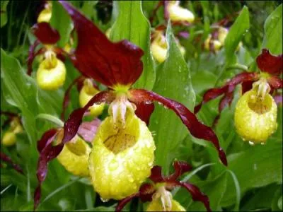 Comment se nomme cette jolie plante des montagnes de l'Europe aux fleurs en forme de sabot ?