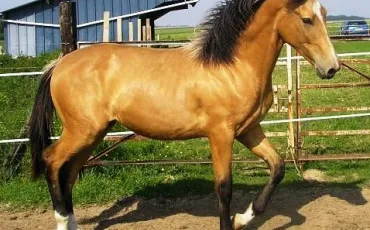 Quiz Galop 1