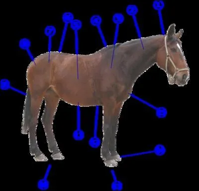 La partie numro 4 du cheval est :