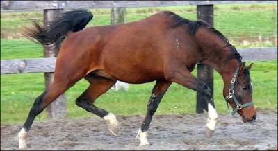 Quelle est cette robe ?