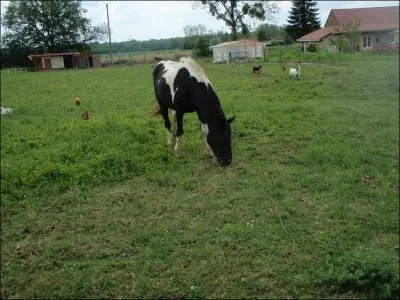 Chez les chevaux, comme par exemple chez les loups, il y a des dominants et des domins !