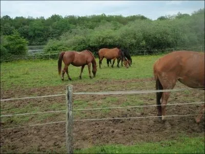 A partir de quel ge peut-on entraner un cheval au saut d'obstacle, sans cavalier ?