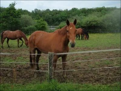 De ces deux noms, l'un n'est pas une race de cheval, lequel ?