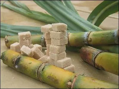 Gographie : En 1999, quel pays est le plus grand exportateur de sucre au monde ?