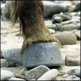 Comment le milieu du sabot du cheval se nomme-t-il ?