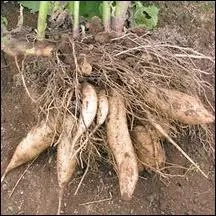 D'o est originaire la plante appele poire de terre ?