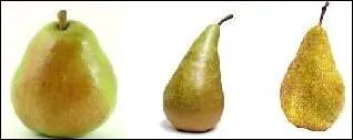 Quelle est la varit de poire la plus cultive au monde ?