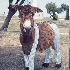 Chaque t, les nes en culotte de l'le de R amusent les enfants comme les adultes. Pourquoi autrefois taient-ils habills de la sorte ?