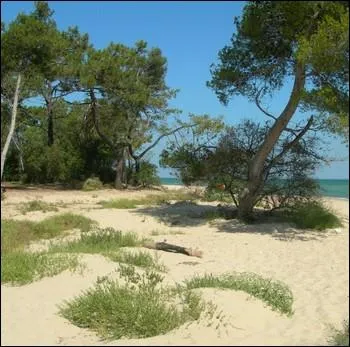 Quel bois de pins situ au bout de l'le au bord de la plage du mme nom, a inspir Charles Aznavour pour l'une de ses plus clbres chansons ?