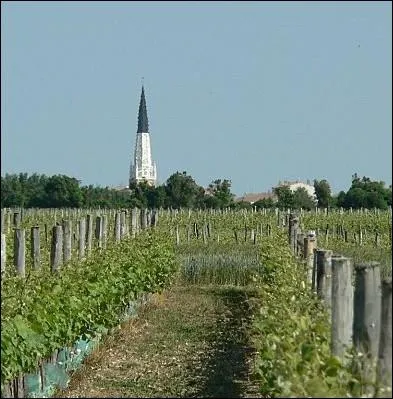 La vigne participe  la beaut des paysages rtais. Lequel de ces cpages est le plus rpandu sur l'le ?