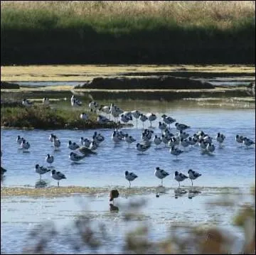 Au nord de le se trouve une rserve naturelle et protge de 150 hectares. Quel nom porte ce sanctuaire des oiseaux gr par la LPO ?