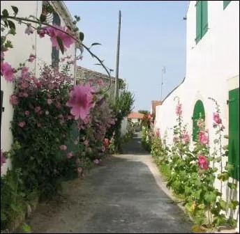 Ces fleurs font partie intgrante de l'le. On les retrouve dans chaque village aux quatre coins de l'le charentaise ... .