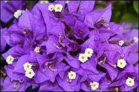 Quelle est cette couleur ?