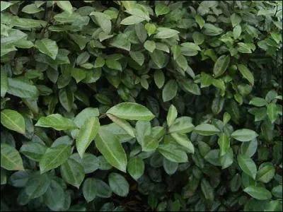 Une plante beaucoup utilise pour les haies, quel est son nom ?