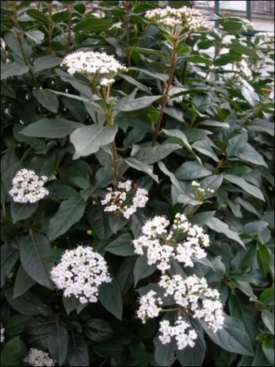 Quelle est cette plante ?