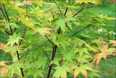 Quelle est cette plante ?