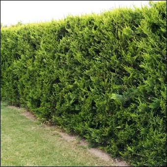 Beaucoup utilis pour faire les haies, quel est cet arbre ?