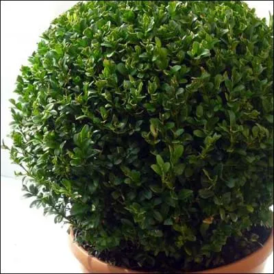 Utilis pour faire des topiaires, quel est cet arbrisseau ?