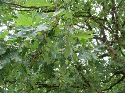 Quel est cet arbre ? (cliquez sur l'image pour mieux voir)