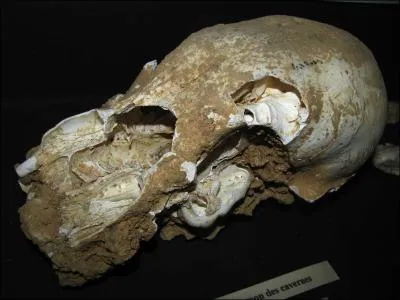 Ils n'avaient pas peur d'affronter cet �norme animal !