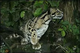 Comment s'appelle ce flin ?