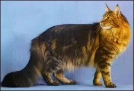 Comment s'appelle cette race ?